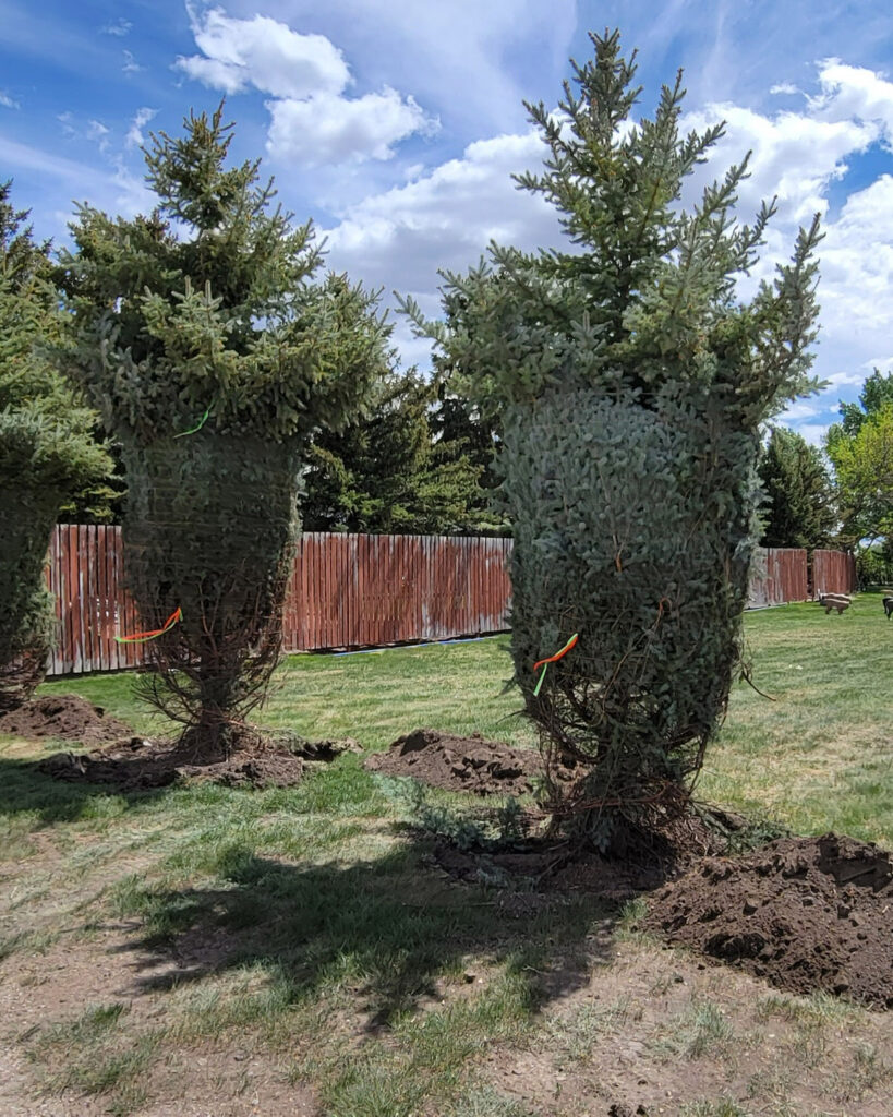 Lethbridge Tree Supply Services From Legacy Trees
